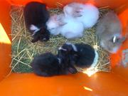 5 baby liionhead rabbits in rustington